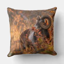 Herfst Mouflon in Gouden Licht