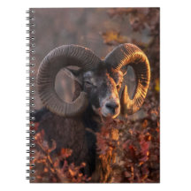 Herfst Mouflon Ram Originele Wilde Dieren Fotograf