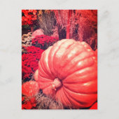 Herfst Oogst Ansichtkaart Briefkaart (Voorkant)