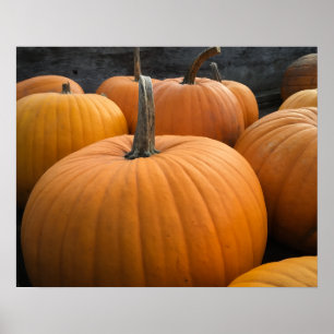 Herfst Oogst Pompoenveld Oranje Pompoenen Poster