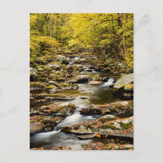 Herfst op Big Creek Briefkaart (Voorkant)