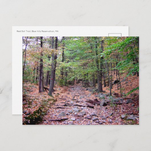Herfst op Blue Hills Reservation Red Dot Trail Briefkaart (Voorkant / Achterkant)