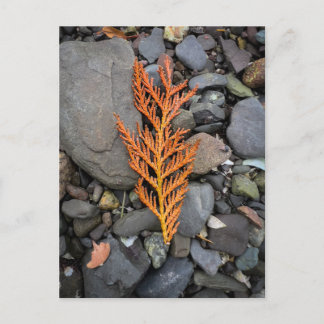 Herfst op de rotsen briefkaart