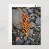 Herfst op de rotsen briefkaart (Voorkant / Achterkant)