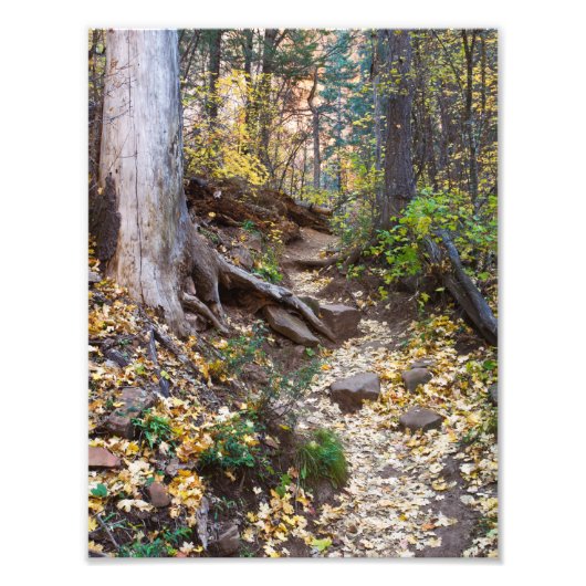 Herfst op het spoor van de West Fork Foto Afdruk (Voorkant)