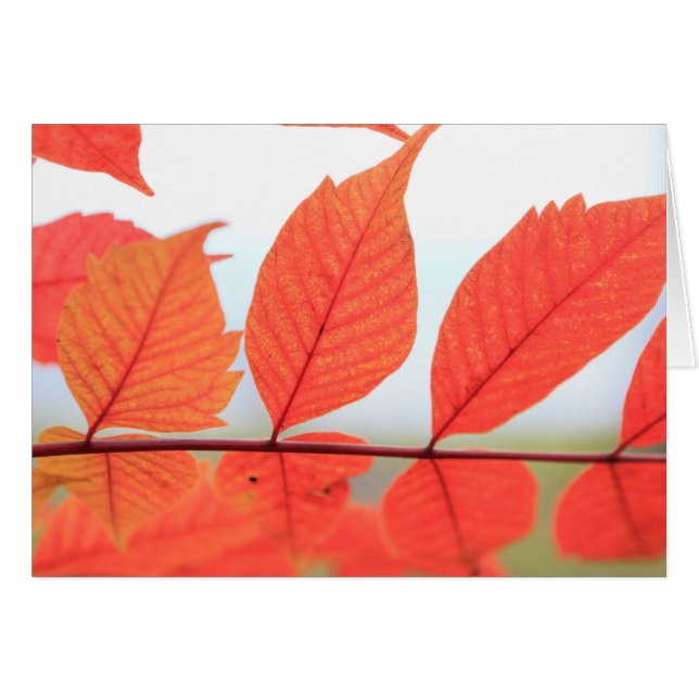 Herfst Oranje Bladeren (Voorkant Horizontaal)