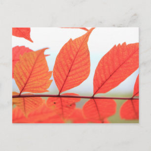 Herfst Oranje Bladeren Briefkaart