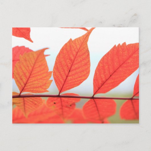 Herfst Oranje Bladeren Briefkaart (Voorkant)