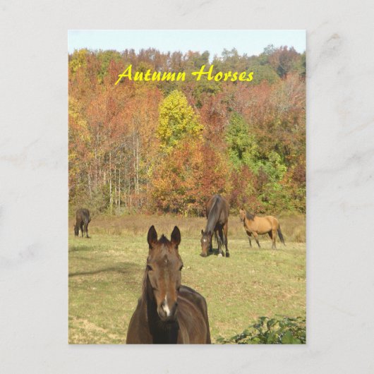 Herfst Paarden Briefkaart (Voorkant)