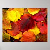 Herfst Pear Leaves Poster (Voorkant)