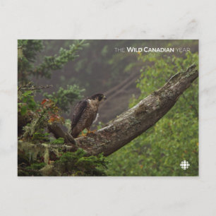 Herfst - Peregrine Falcon Briefkaart