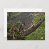 Herfst - Peregrine Falcon Briefkaart (Voorkant / Achterkant)