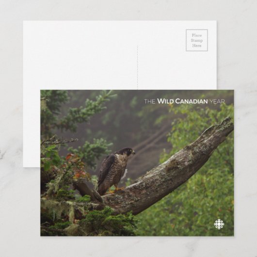 Herfst - Peregrine Falcon Briefkaart (Voorkant / Achterkant)