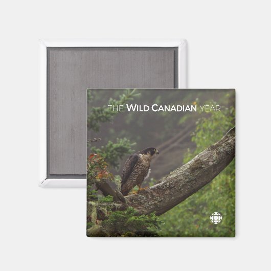 Herfst - Peregrine Falcon Magneet (Voorkant / Achterkant)