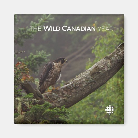 Herfst - Peregrine Falcon Magneet (Voorkant)