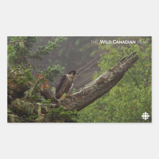 Herfst - Peregrine Falcon Rechthoekige Sticker (Voorkant)