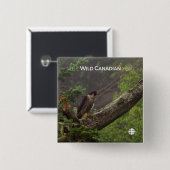 Herfst - Peregrine Falcon Vierkante Button 5,1 Cm (Voorkant /achterkant)