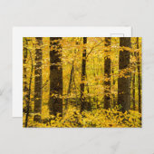 Herfst Pisgah National Forest Briefkaart (Voorkant / Achterkant)