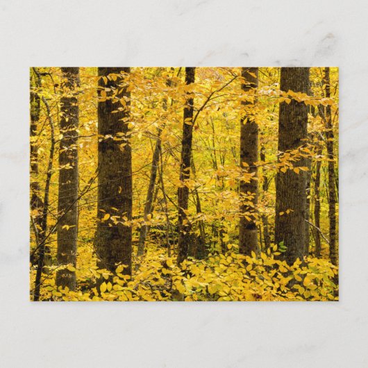 Herfst Pisgah National Forest Briefkaart (Voorkant)
