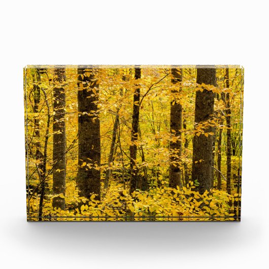 Herfst Pisgah National Forest Fotoblokken (Voorkant)