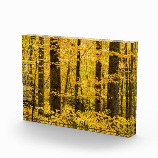 Herfst Pisgah National Forest Fotoblokken (Rechts)