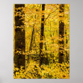 Herfst Pisgah National Forest Poster (Voorkant)