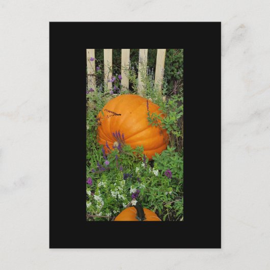 Herfst Pompoen tuin Post Kaart (Voorkant)