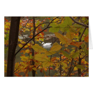 Herfst Pond met Zwan