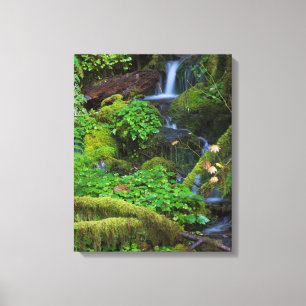 Herfst regenwoud   Olympic National Park Canvas Afdruk