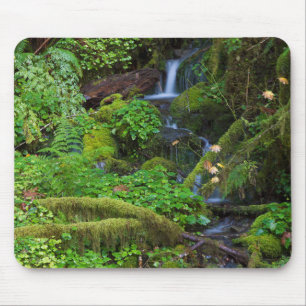 Herfst regenwoud   Olympic National Park Muismat
