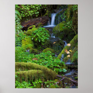 Herfst regenwoud   Olympic National Park Poster