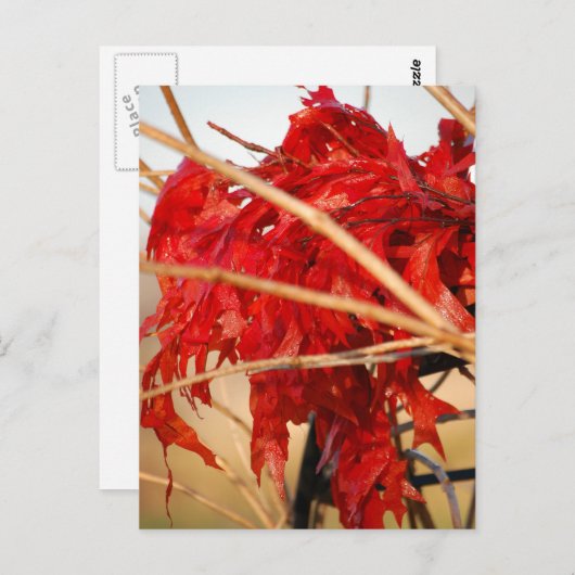 Herfst rode bladeren/herfst briefkaart (Voorkant / Achterkant)