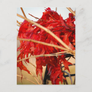 Herfst rode bladeren/herfst briefkaart