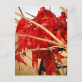 Herfst rode bladeren/herfst briefkaart (Voorkant)