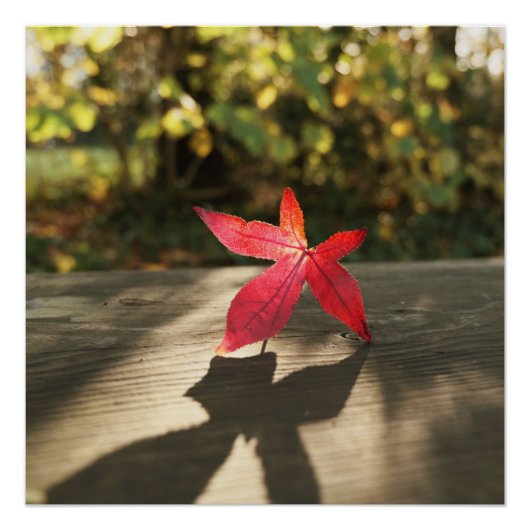 Herfst Rode Paarse Bladzon Perfect Poster (Voorkant)