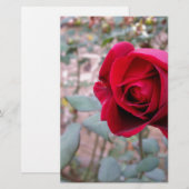 Herfst rode roos briefpapier (Voorkant / Achterkant)