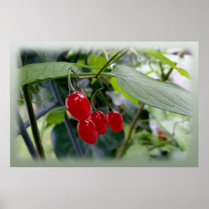 Herfst rode stippen poster