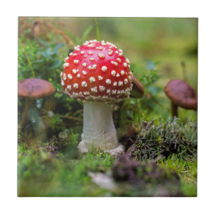 Herfst schoonheid tegeltje