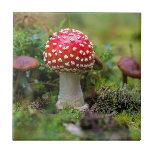 Herfst schoonheid tegeltje (Voorkant)