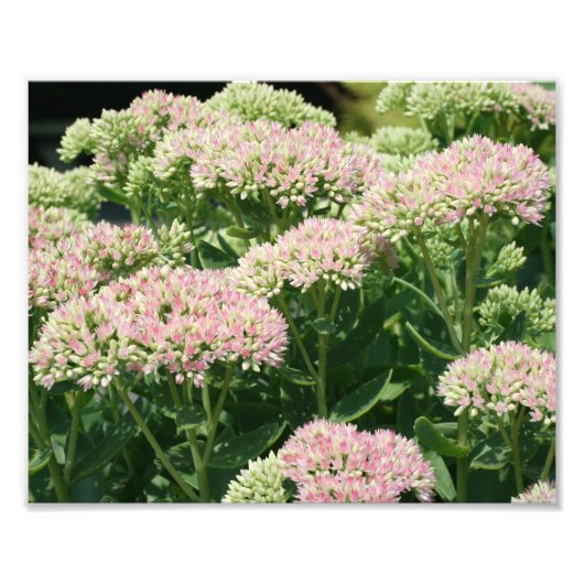 Herfst Sedum bloemblaadjes 10x8 Close Up Flower Foto Afdruk (Voorkant)