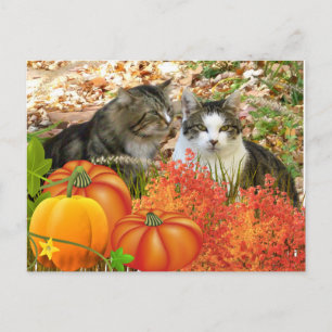Herfst Seizoen Katten en Pompoenen Briefkaart