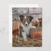 Herfst Sheltie Puppy Briefkaart (Voorkant / Achterkant)
