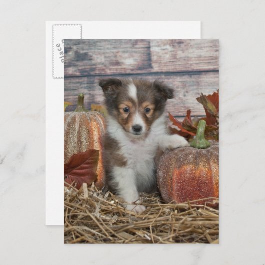 Herfst Sheltie Puppy Briefkaart (Voorkant / Achterkant)