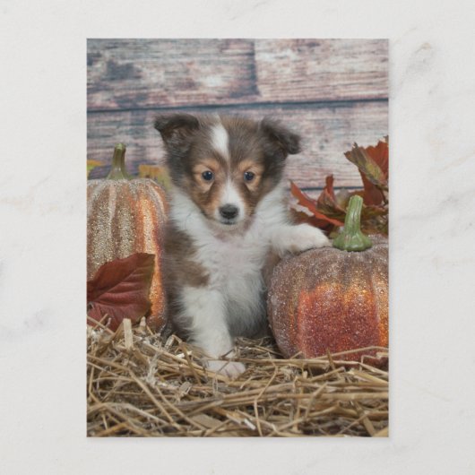 Herfst Sheltie Puppy Briefkaart (Voorkant)