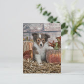 Herfst Sheltie Puppy Briefkaart (Staand voorkant)