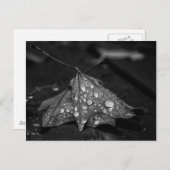 Herfst Showers Briefkaart (Voorkant / Achterkant)