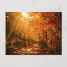 Herfst Sinaasappel Bruine Bomen Bos Natuur Foto Briefkaart