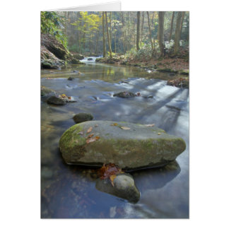 Herfst Stream