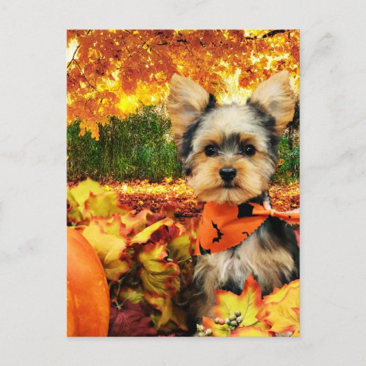 Herfst Thanksgiving - Max - Yorkie Feestdagenkaart (Voorkant)