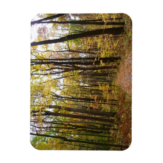 Herfst Trail en Golden Leaves in Laurel Hill Park Magneet (Verticaal)